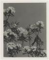 LINCOLN, EDWIN HALE (1828-1938) Suite of 20 photographs from ""Wildflowers of New England.""